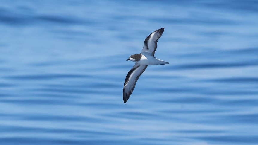 Gould's petrel flies above the ocean.