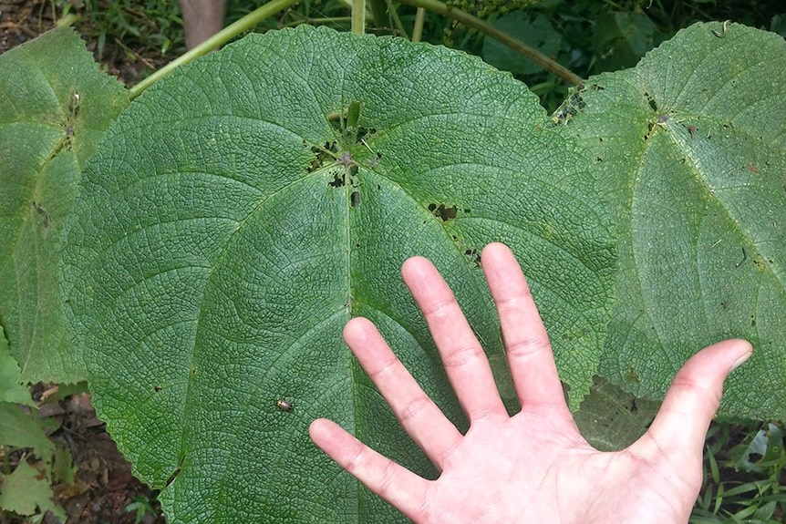 A hand next to large heart shaped leaves
