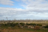 The dry bed of Menindee Lakes with some bare trees and low shrubs on a flat plain.