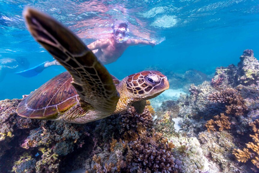 A person snorkelling near a turtle
