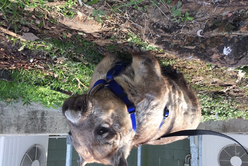 Donna the wombat being walked on a leash