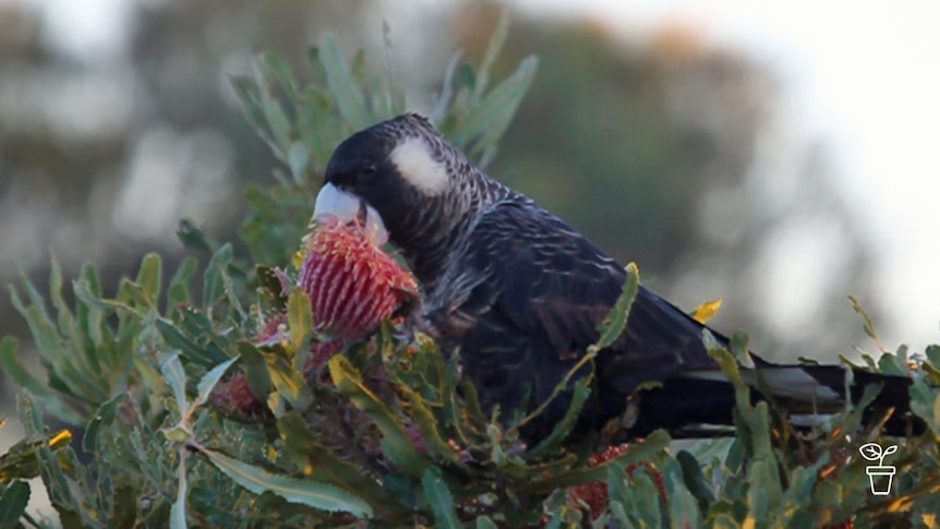 Large black parrot eating large red flower head