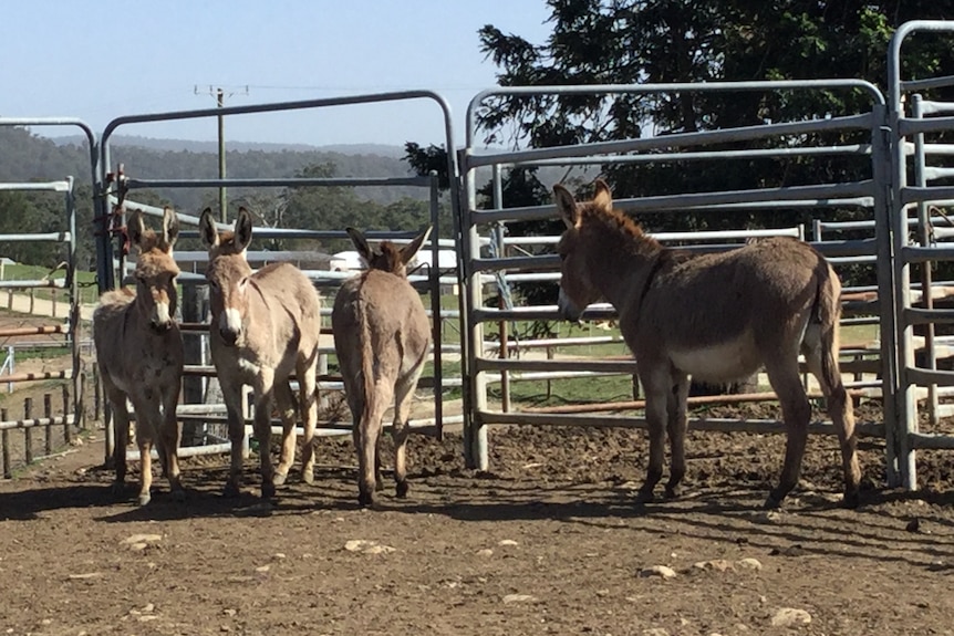 4 donkeys on paddock near fence, 2 are facing towards the camera and two away