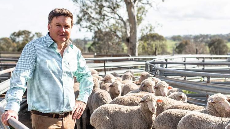 Grazier Ed Storey in a yard with some sheep.