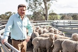 Grazier Ed Storey in a yard with some sheep.