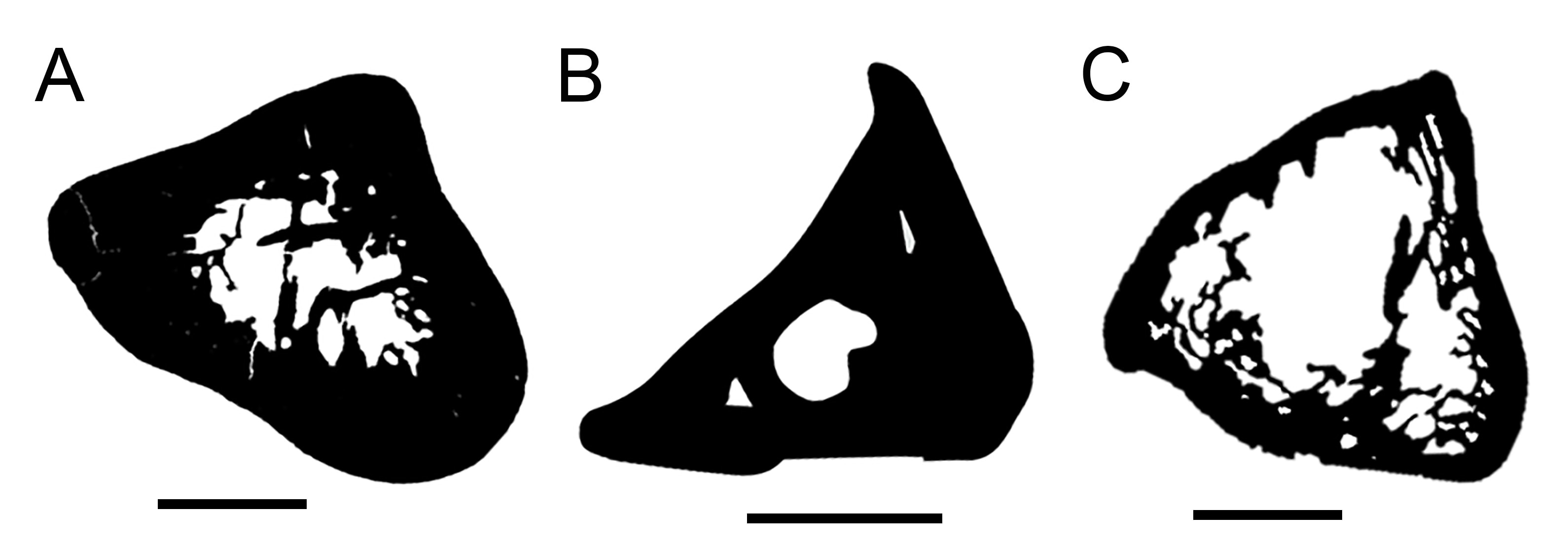Three different bones shown in black and white, the two on the left have thick outlines while the one on the right is thinner.