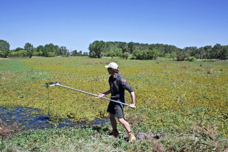 A ranger scoops salvinia with a net on the end of a long pole at Four Mile Hole.