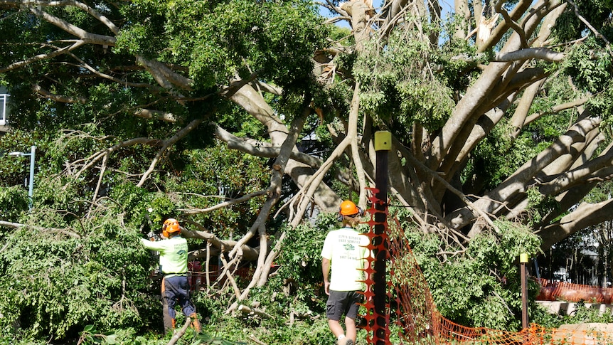 Gian fig tree branches broken down the middle as workers clear debris.