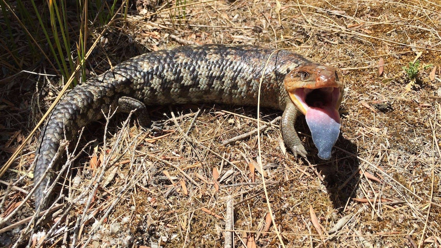 A blue tongue lizard with its tongue out