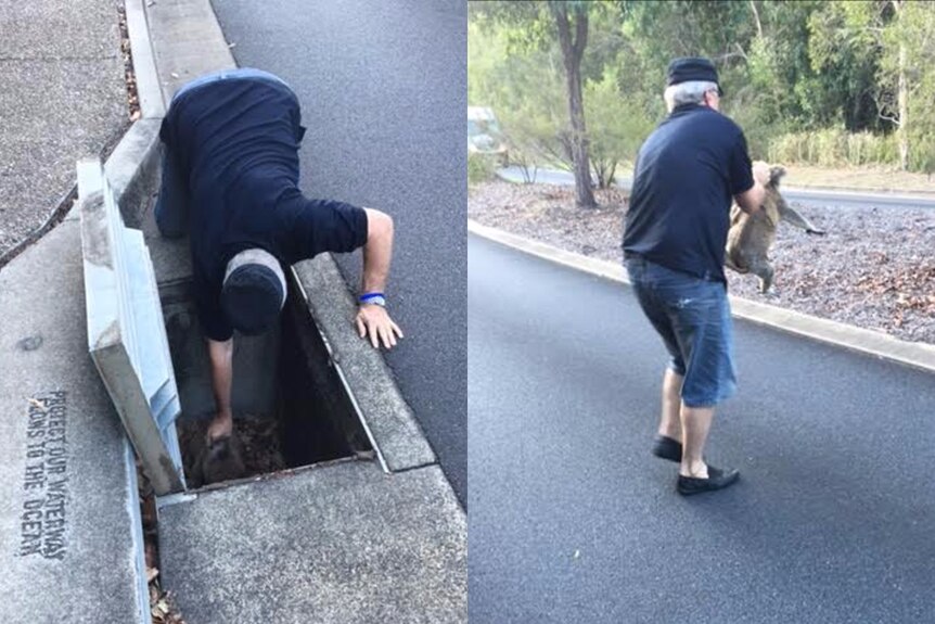 Gold Coast man Larry Dawson recues a koala from a drain