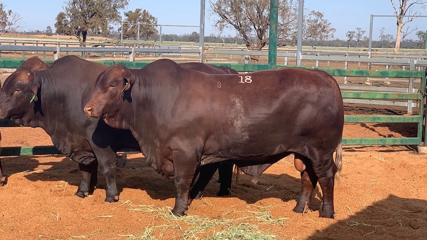 Australian record Santa Gertrudis bull.