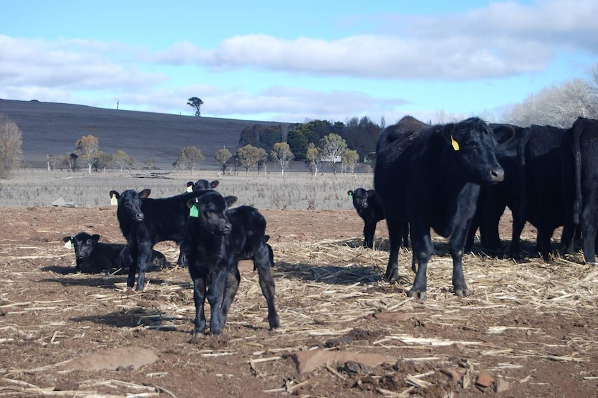 cows in a dry field