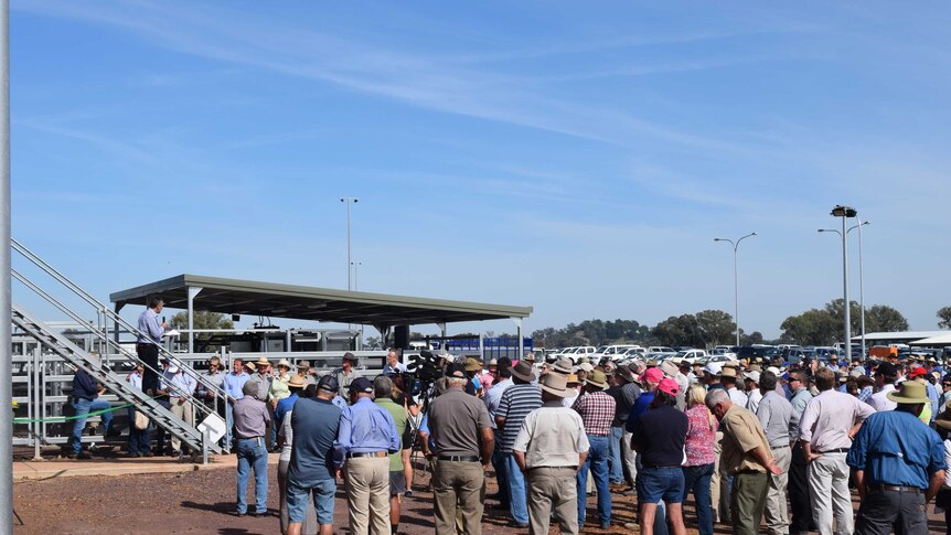 Livestock agents at a cattle saleyard.