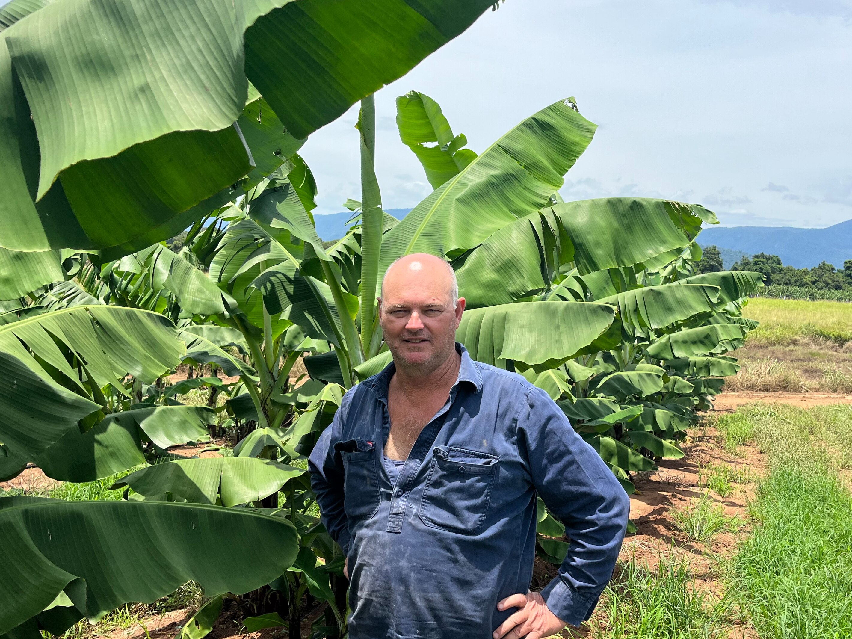 Leon Collins stands in front of his banana trees on his farm whilst wearing a blue work shirt