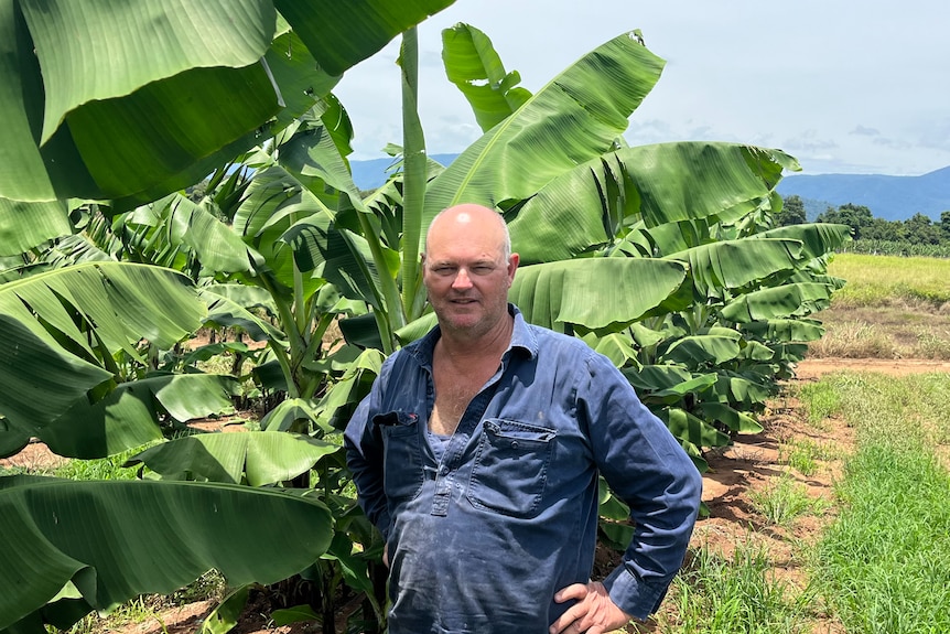 Leon Collins stands in front of his banana trees on his farm whilst wearing a blue work shirt