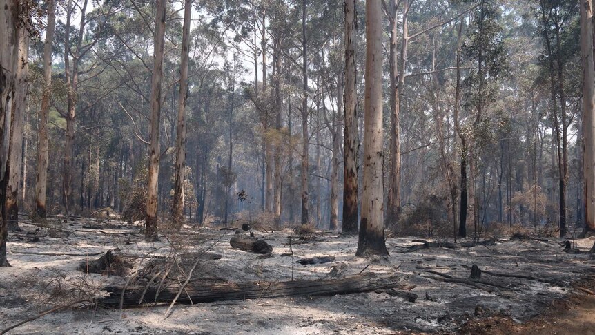 Fire damage in WA bushfire