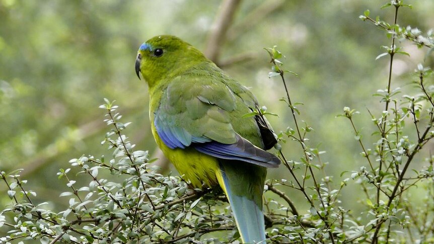 An orange bellied parrot, photographed by John Clarke