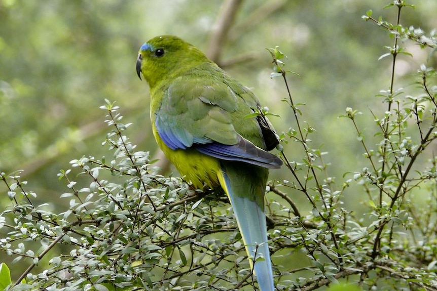 An orange bellied parrot, photographed by John Clarke