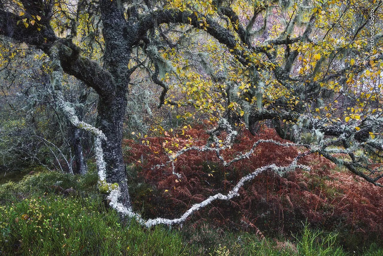 A gnarled old birch tree, adorned with pale 'old man's beard' lichens