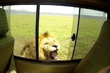 history of lion safari park