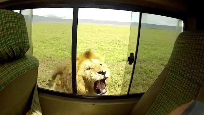 Tourist pats lion through car window in South Africa.