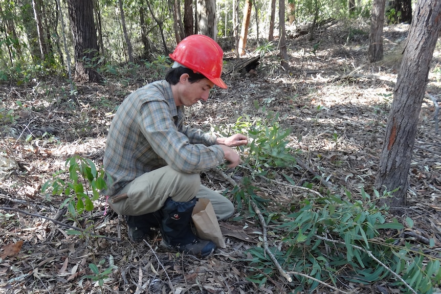 A man sits on the ground putting leaf samples into a bag.