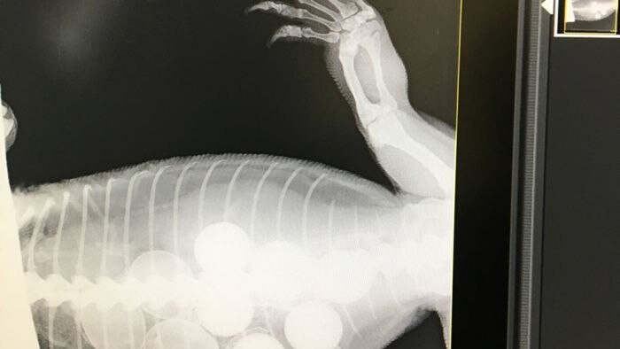 Hasil pemindaian X-ray seekor goana memperlihatkan 6 buah bola golf didalam perut reptil tersebut.