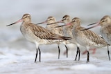 Birds stand together away from the camera. They have brown feathers on their backs and long beaks.