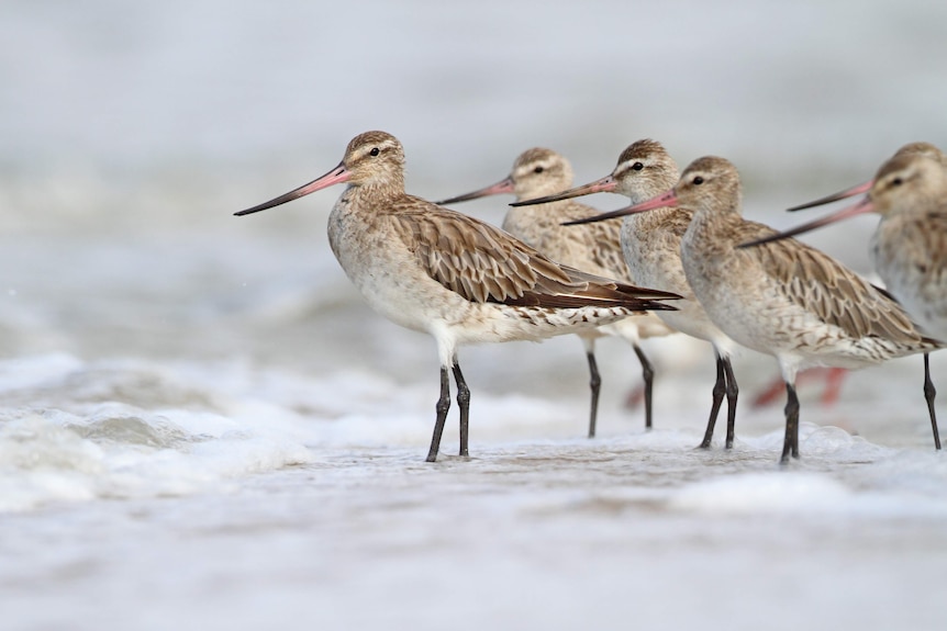 Birds stand together away from the camera. They have brown feathers on their backs and long beaks.