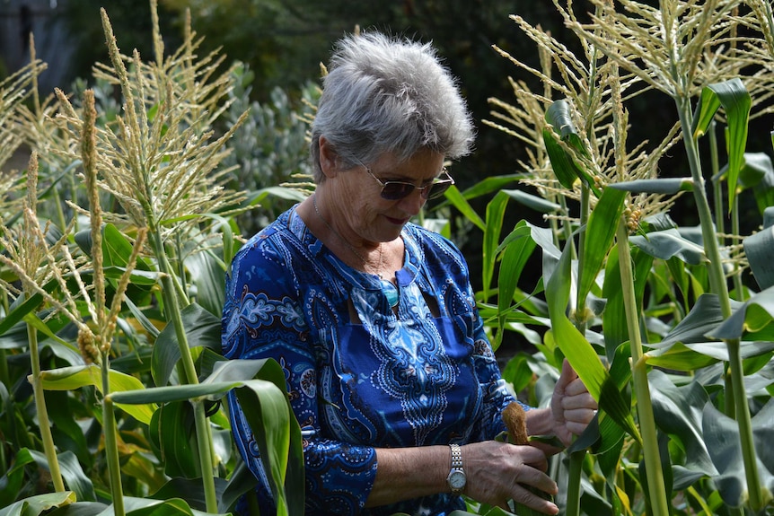 Woman in bright blue shirt standing in amongst tall corn crop, looking at a cob