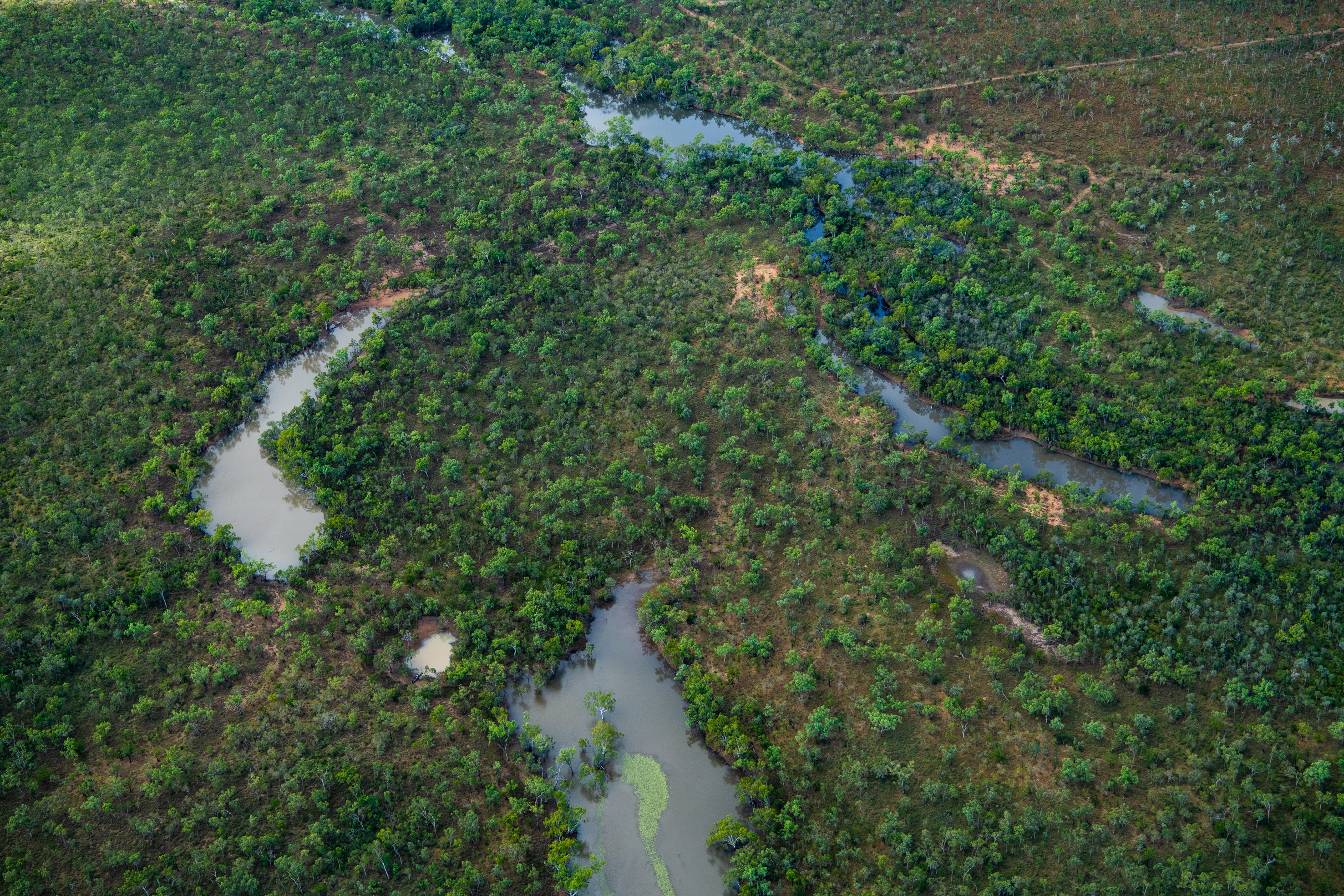 Up in the sky, looking down at a lush swamp-like forest along an inland outback river.