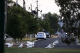 A flying drone hovers over a flock of corellas with cars in the back ground on a street in a regional town.