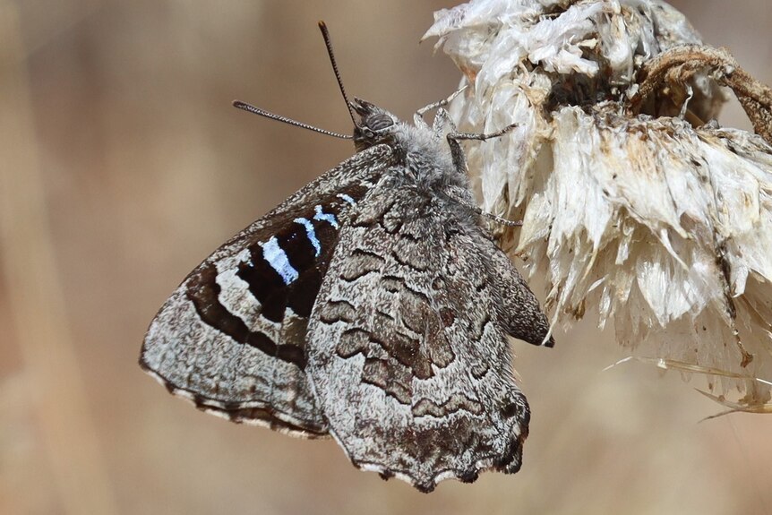 An Arid Bronze Azure Butterfly rests on some vegetation. It is a mostly grey butterfly but has flecks of blue on its wings