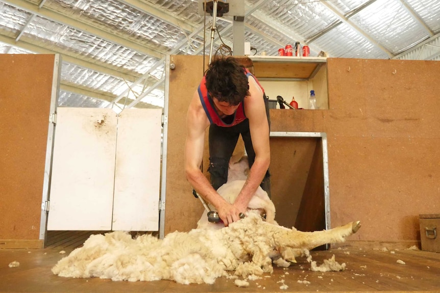 A young shearer bends down over a sheep to remove the fleece.