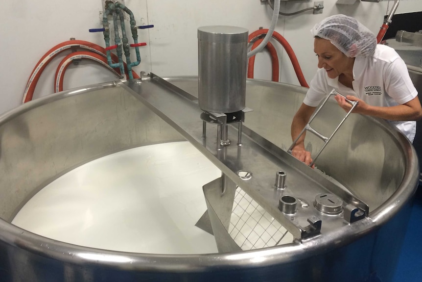 Kris Lloyd making raw buffalo milk cheese