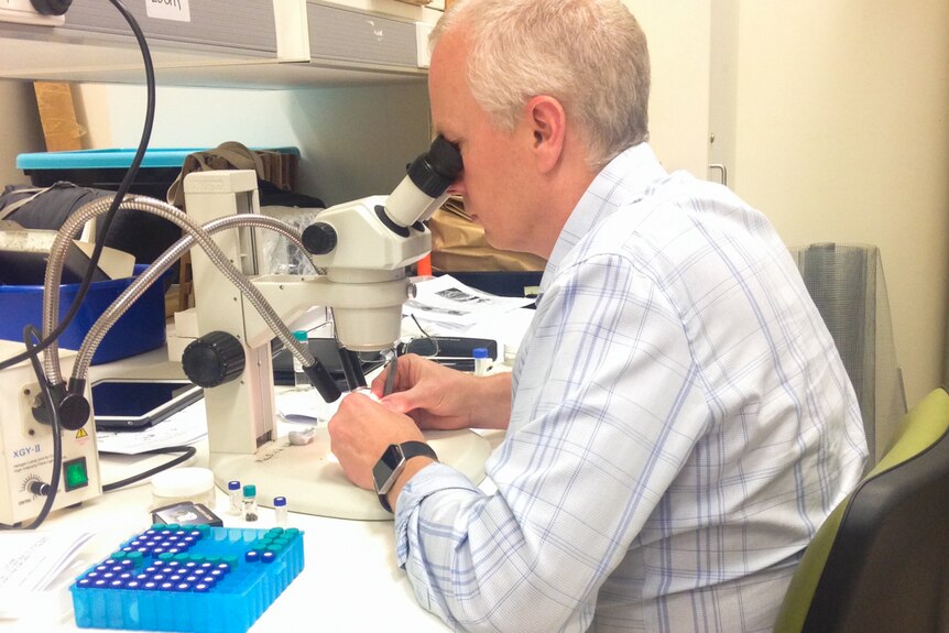 Professor examining a bee under a microscope.