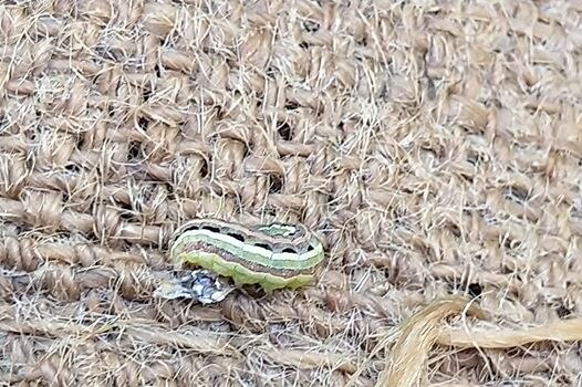 An armyworm sitting on top of a hessian sack.