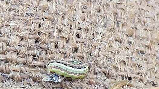 An armyworm sitting on top of a hessian sack.