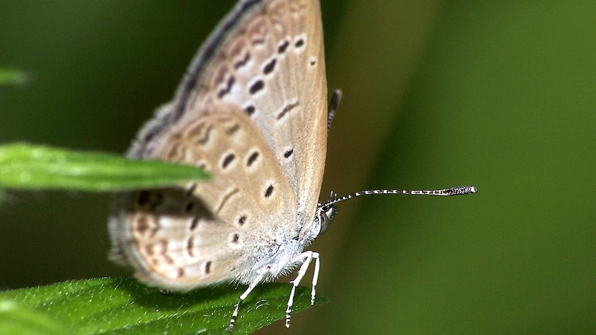 Pale grass blue butterfly