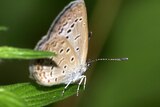 Pale grass blue butterfly