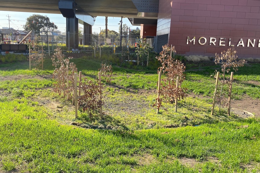 A photo of four dead trees out the front of Moreland station