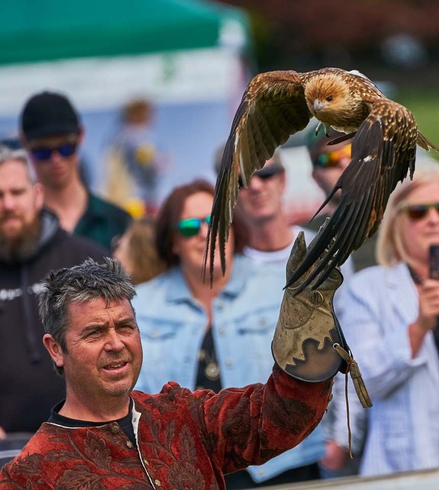 a man flies a goshawk in a falconry display