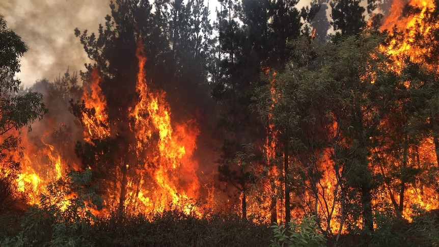 A large fire burns trees.