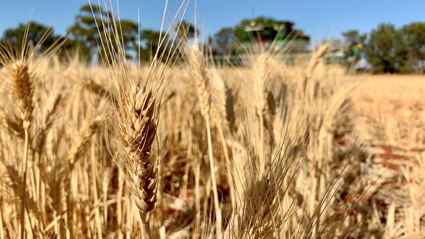 A ripe wheat crop. A harvester is in the background. 