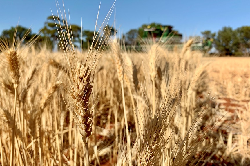 A ripe wheat crop. A harvester is in the background. 