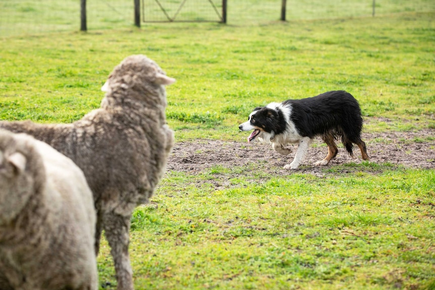 Border Collie Jed rounding up sheep in a paddock in Conmurra South Australia