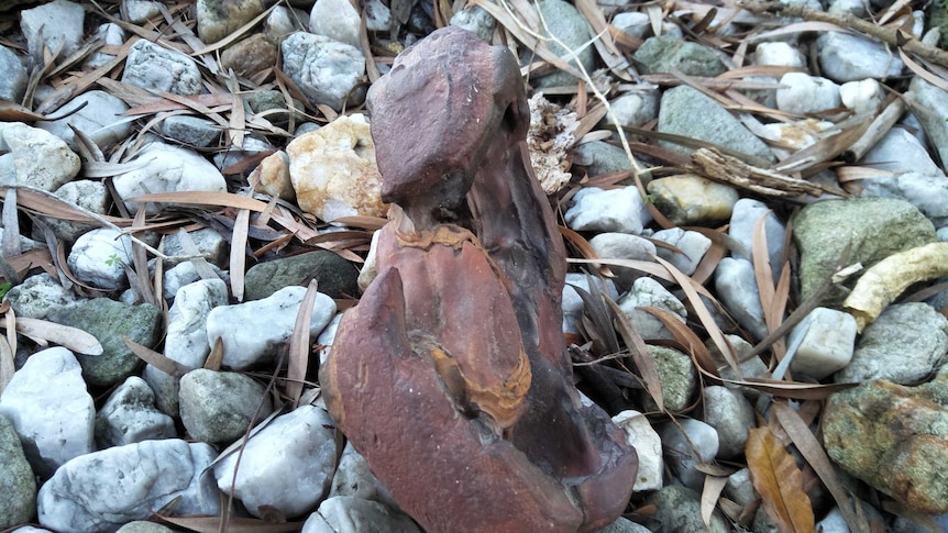 A large brown and red rock sitting on a pile of white stones and sticks.