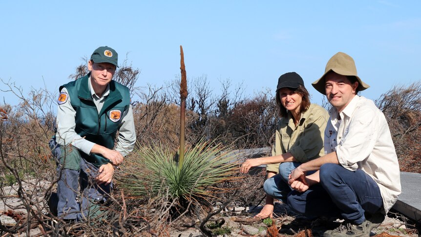 Shaun Elwood, Michelle Rose and Mark Ooi on their haunches next to a plant that has grown from burnt landscape.