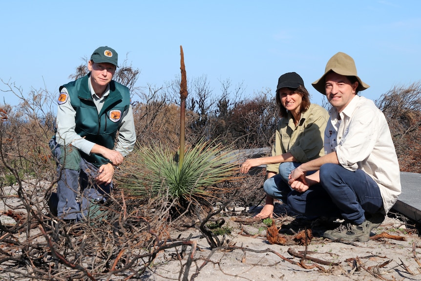 Shaun Elwood, Michelle Rose and Mark Ooi on their haunches next to a plant that has grown from burnt landscape.