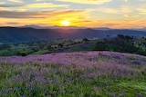Sunset over mountains in the distance, and hills covered in purple Paterson's curse flowers in the foreground.